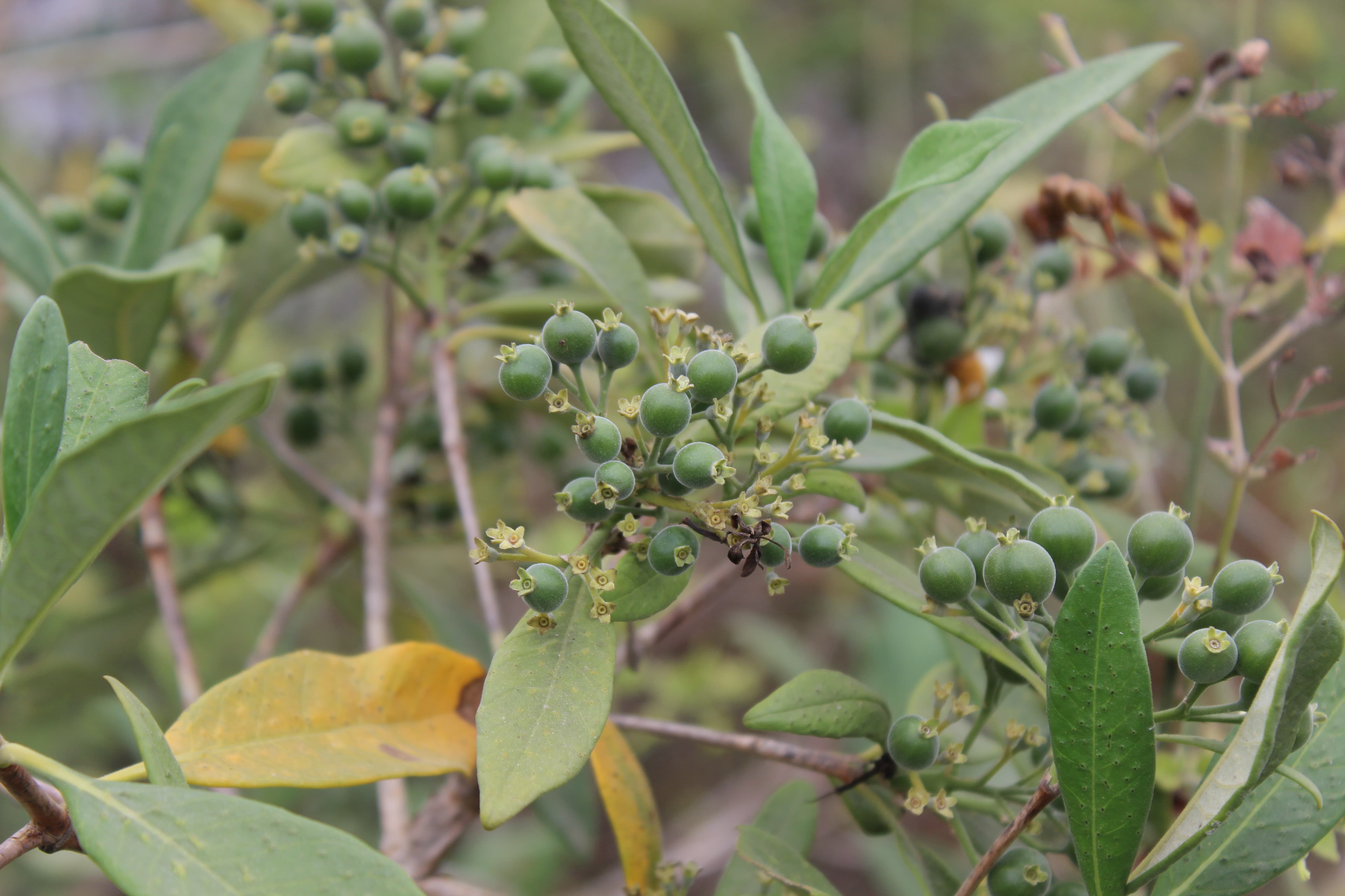 Plant Image
